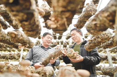 阜平脫貧記 食用菌研發的“金鑰匙”