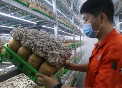 河北臨西 食用菌研發領跑現代農業“加速度”