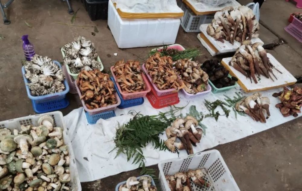 昆明 構(gòu)建國際野生菌中心的戰(zhàn)略機(jī)遇與挑戰(zhàn)