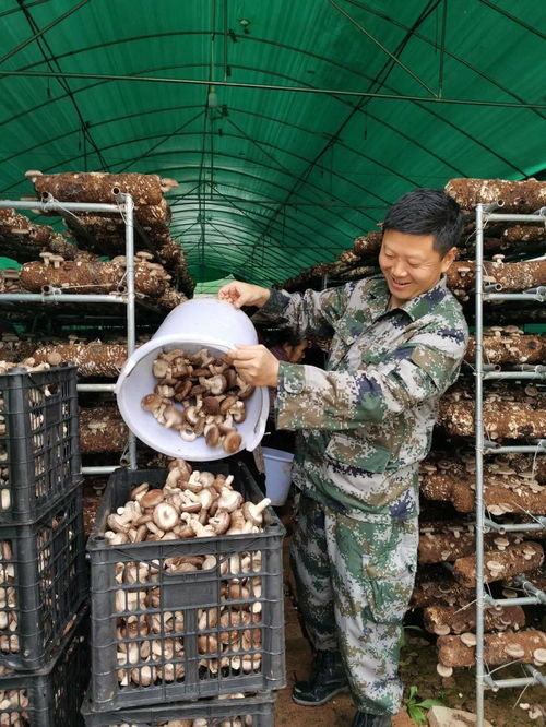 從戰(zhàn)場到田野 退役軍人村干部引領(lǐng)食用菌研發(fā)新風(fēng)潮