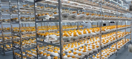 合作共建特色食用菌產(chǎn)業(yè)園，深耕食用菌研發(fā)新動能