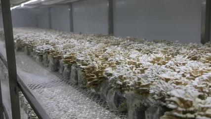 瓜果梨桃加入“果菌王”培養(yǎng)大賽，食用菌研發(fā)迎來水果味革命？